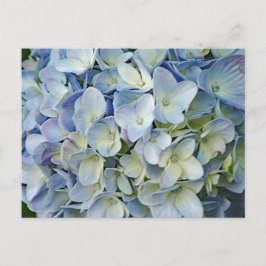 Beautiful Blue Hydrangea Blume Foto Postkarte