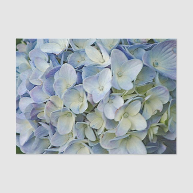 Beautiful Blue Hydrangea Blume Foto Seidenpapier (Vorderseite)