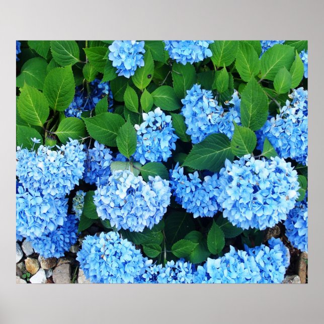 Beautiful Blue Hydrangeas Poster (Vorne)