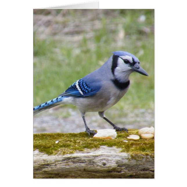 Beautiful Blue Jay bird (Vorne)