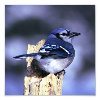 Beautiful Blue Jay bird Fotodruck