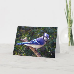 Beautiful Blue Jay Karte