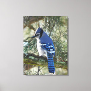 Beautiful Blue Jay Leinwanddruck