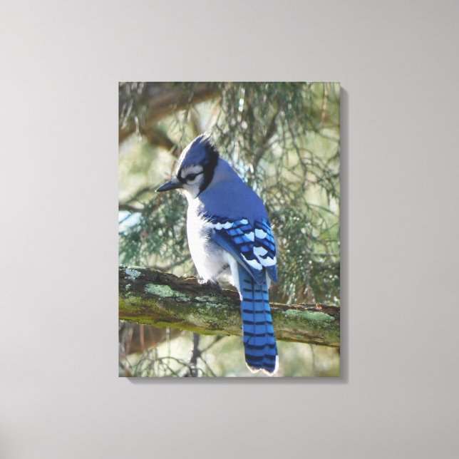 Beautiful Blue Jay Leinwanddruck (Vorderseite)