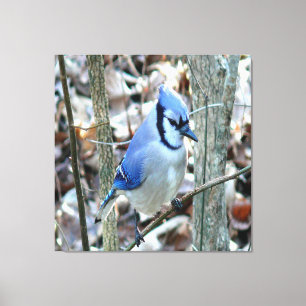 Beautiful Blue Jay Leinwanddruck