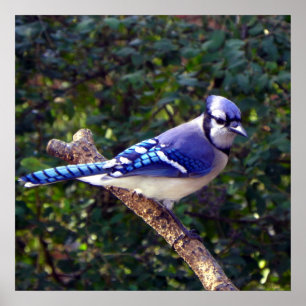 Beautiful Blue Jay Poster