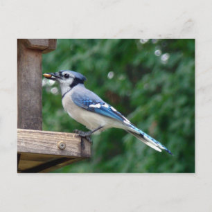 Beautiful Blue Jay Postkarte