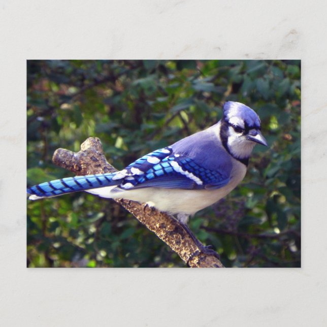 Beautiful Blue Jay Postkarte (Vorderseite)