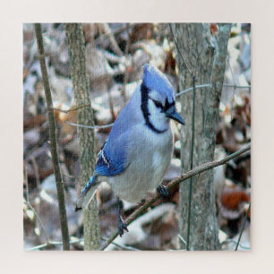 Beautiful Blue Jay Puzzle