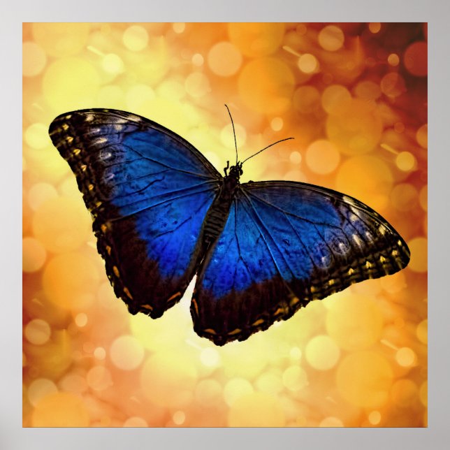 Beautiful Blue Morpho Butterfly Bokeh Poster (Vorne)