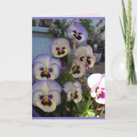 Beautiful Blue Pansy Stiefmütterchen Blume Blumenk
