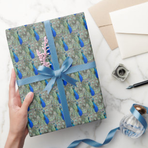 Beautiful Blue Peacock Feathers Geschenkpapier