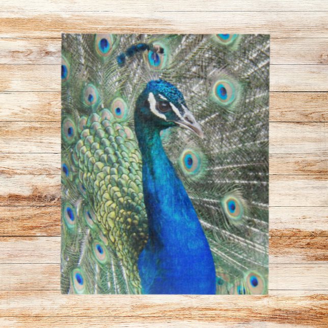 Beautiful Blue Peacock Feathers Puzzle (In Situ)