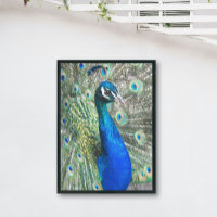 Beautiful Blue Peacock