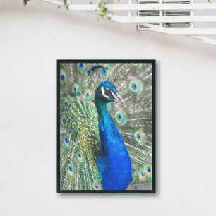 Beautiful Blue Peacock Fotodruck