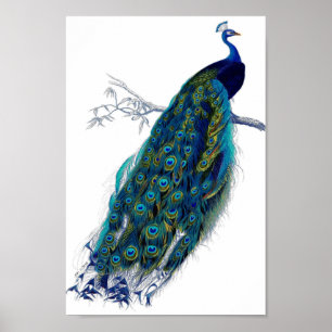 Beautiful Blue Peacock Nature Bird Schwanz Feather Poster