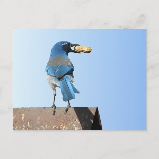 Beautiful Bluebird Postkarte (Vorderseite)