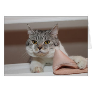 Beautiful British Shorthair Tomcat