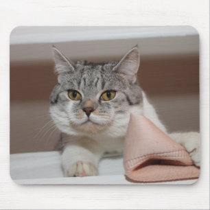 Beautiful British Shorthair Tomcat Mousepad