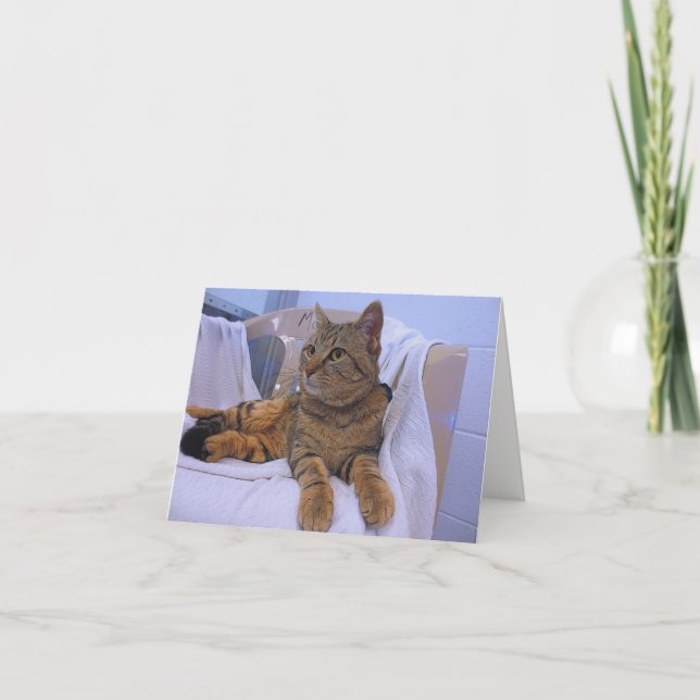 Beautiful Brown Tabby Karte (Vorderseite)
