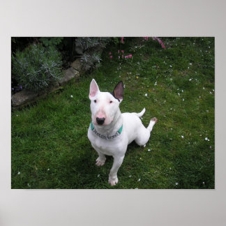 Beautiful Bull English Bull Terrier Poster