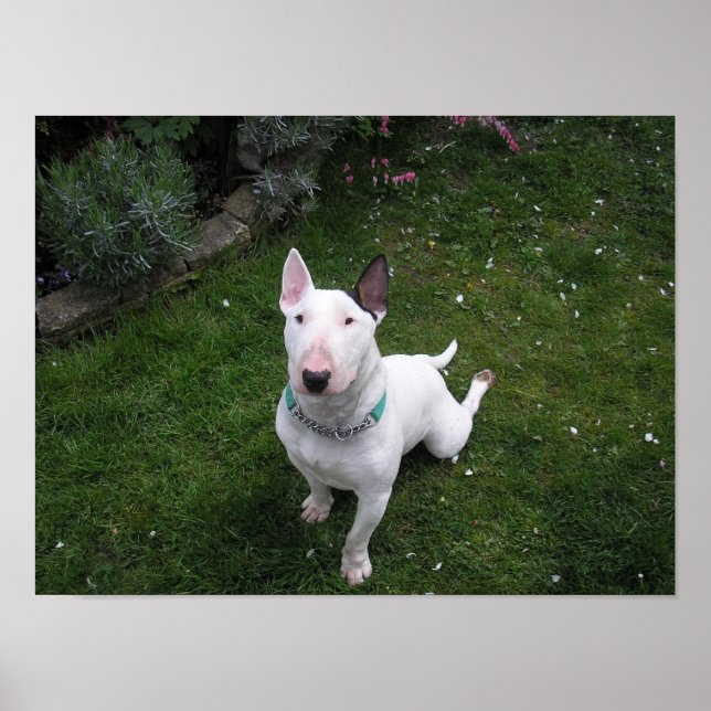 Beautiful Bull English Bull Terrier Poster (Vorne)