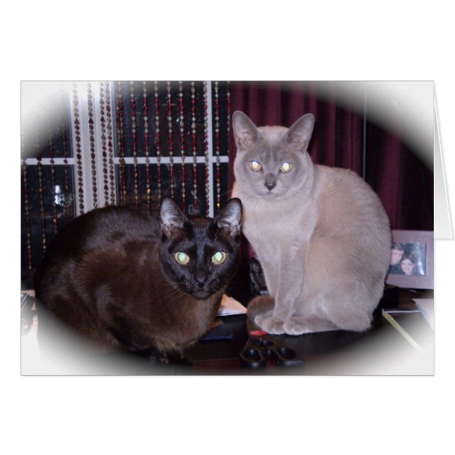 Beautiful Burmese (Vorderseite (Horizontal))