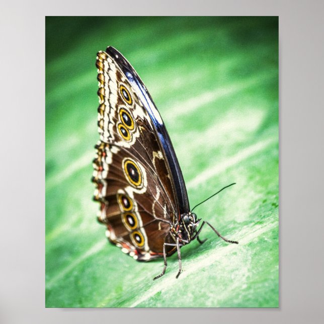 Beautiful Butterfly Insects Archival Fine Art Poster (Vorne)