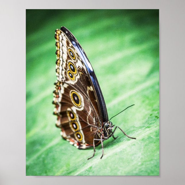 Beautiful Butterfly Insects Archival Fine Art Poster (Vorne)