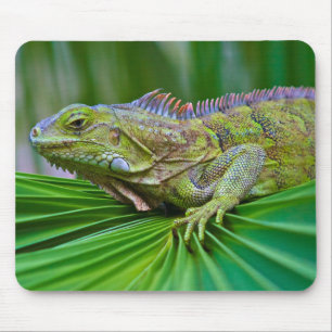 Beautiful Chameleon Mouse Pad Mousepad