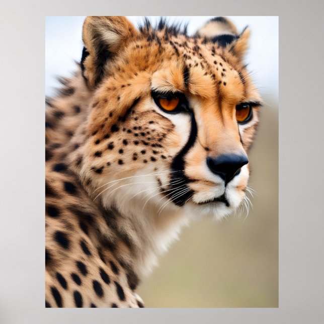 Beautiful Cheetah Poster (Vorne)