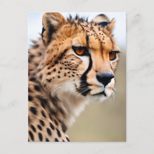 Beautiful Cheetah Postkarte (Vorderseite)