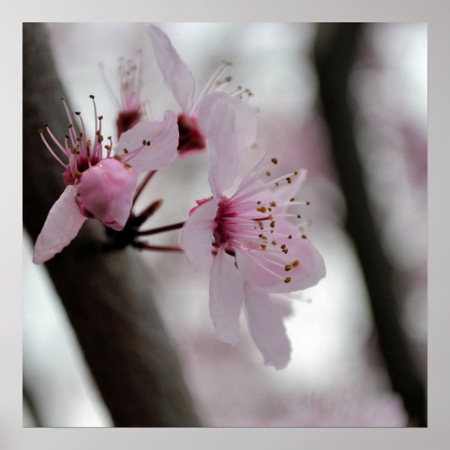 Beautiful Cherry Blossom Blume Poster (Vorne)