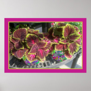 Beautiful Coleus Poster
