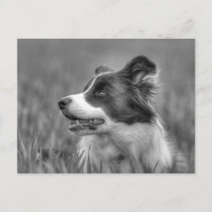 Beautiful Collie Dog Postkarte