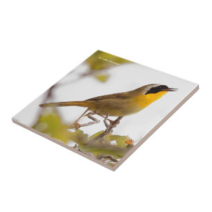 Beautiful Common Yellowthroat Warbler Songbird Fliese