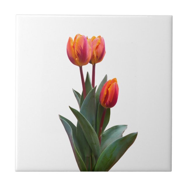 Beautiful Coral Tulip Keramik Tile Fliese (Vorderseite)