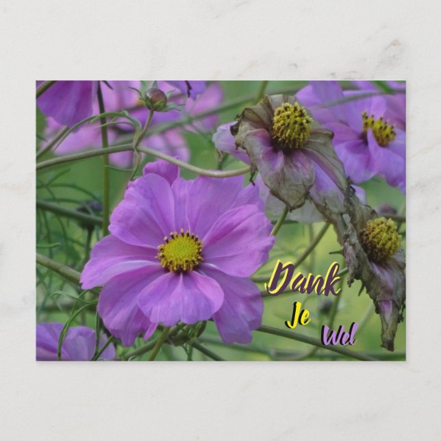 Beautiful Cosmea Blume Danke Postcard Postkarte (Vorderseite)