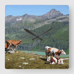 Beautiful Cows High Up In The Mountains Quadratische Wanduhr