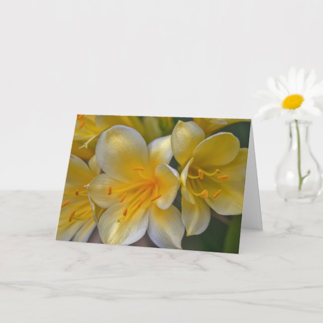 Beautiful Cream Yellow Gold Liege Blume Kunst, Dic Karte (Kleine Pflanze)