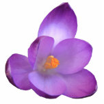 Beautiful Crocus Foto Sculpture Freistehende Fotoskulptur<br><div class="desc">This foto skulpture feature a beautiful and detailed foto of a purple crocus flower taken using macro fotogray.</div>