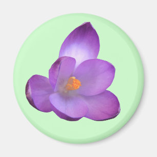 Beautiful Crocus Magnet