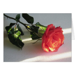 Beautiful Cut Rose auf Table Lit by Sunlight