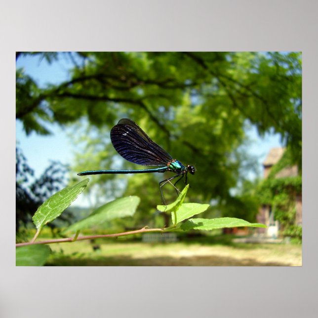 Beautiful Demoiselle Poster (Vorne)