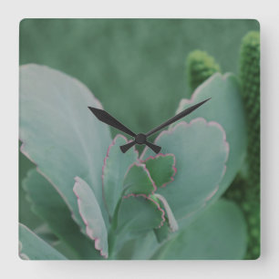 Beautiful Desert Plant Art Photograph Quadratische Wanduhr