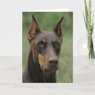 Beautiful Doberman Karte