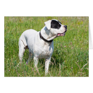 Beautiful Dogo Argentino