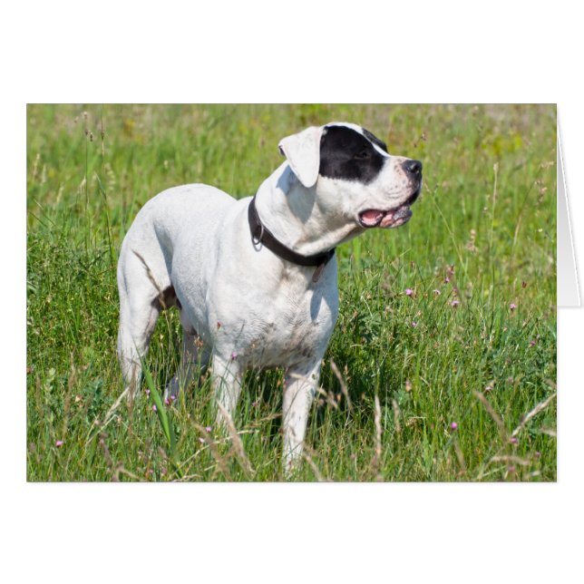 Beautiful Dogo Argentino (Vorderseite (Horizontal))