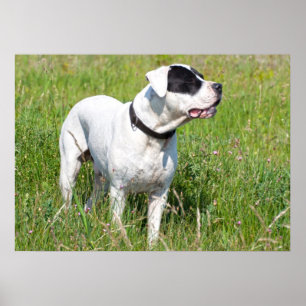 Beautiful Dogo Argentino Poster