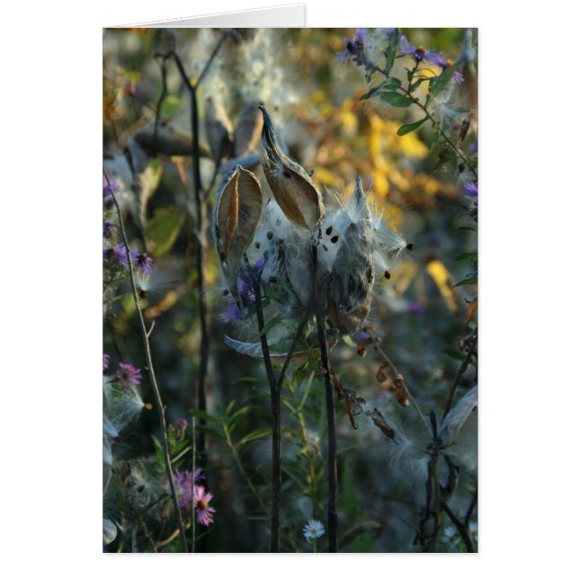 Beautiful Dreamer (Vorne)